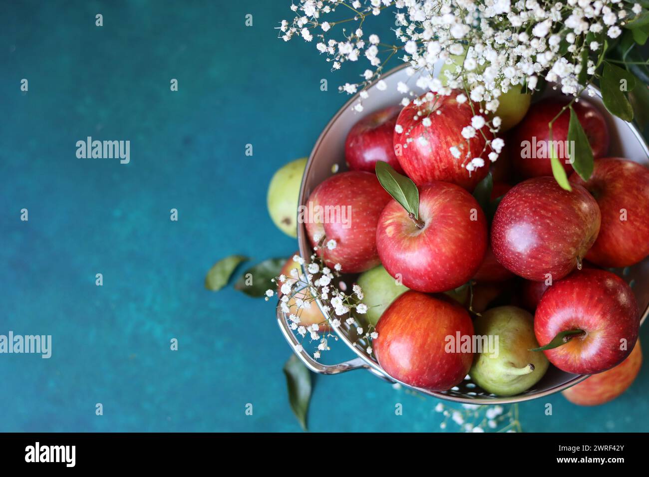 Weiße gypsophila-Blüten und glänzende rote Äpfel auf einem leuchtend blauen Hintergrund mit Kopierraum. Buntes Stillleben mit frischem Bio-Obst. Stockfoto