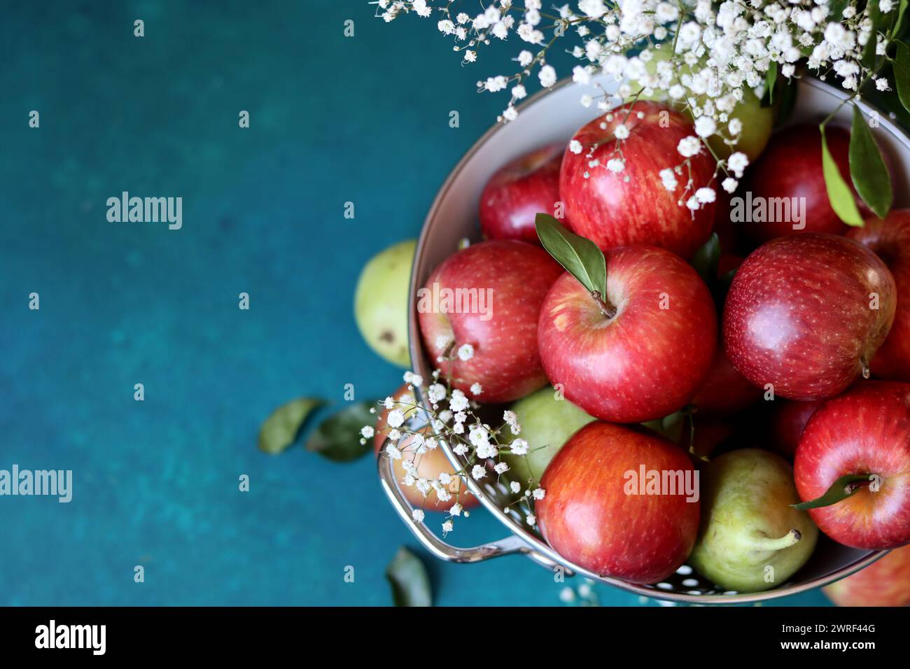 Weiße gypsophila-Blüten und glänzende rote Äpfel auf einem leuchtend blauen Hintergrund mit Kopierraum. Buntes Stillleben mit frischem Bio-Obst. Stockfoto