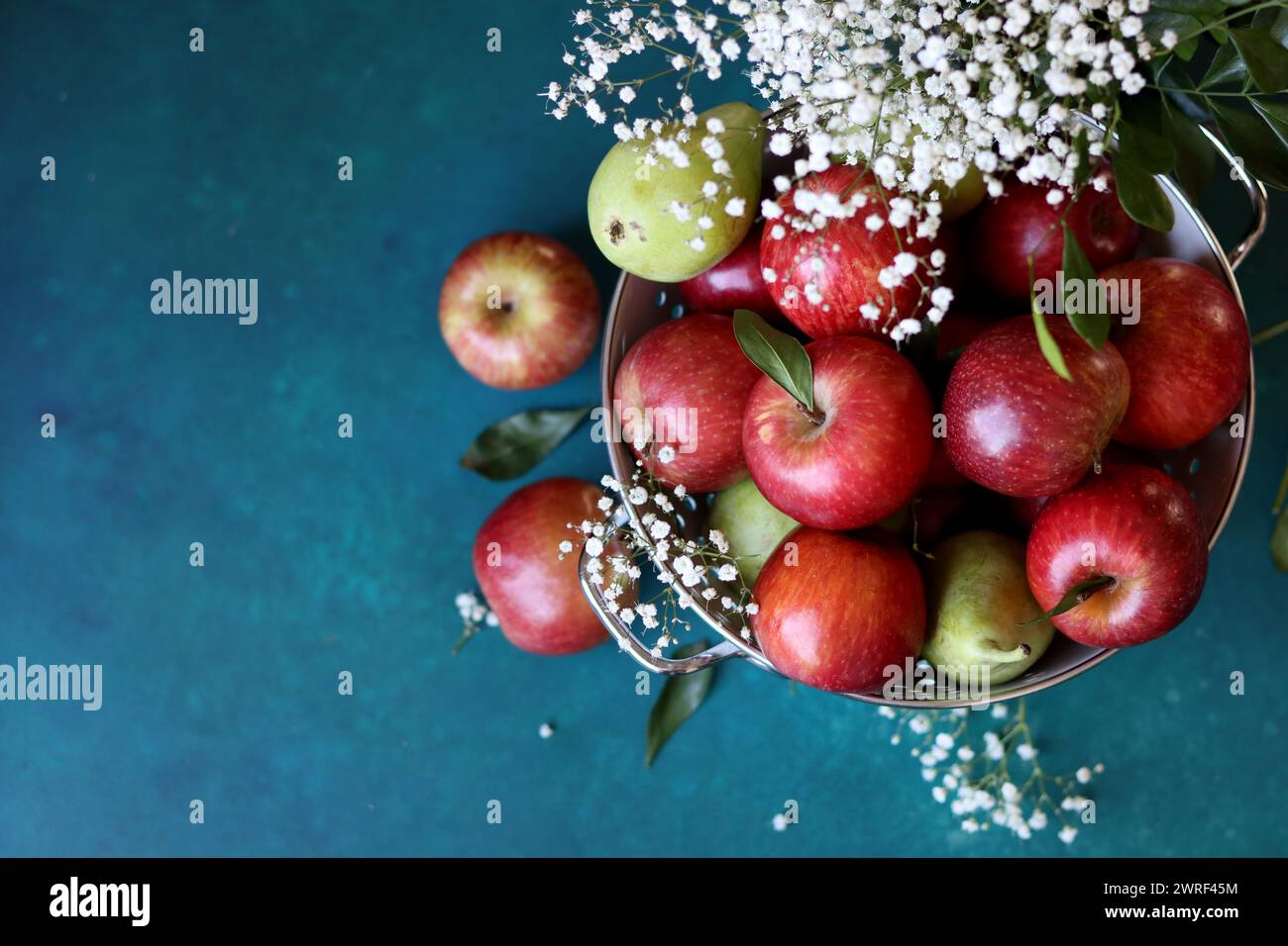 Weiße gypsophila-Blüten und glänzende rote Äpfel auf einem leuchtend blauen Hintergrund mit Kopierraum. Buntes Stillleben mit frischem Bio-Obst. Stockfoto