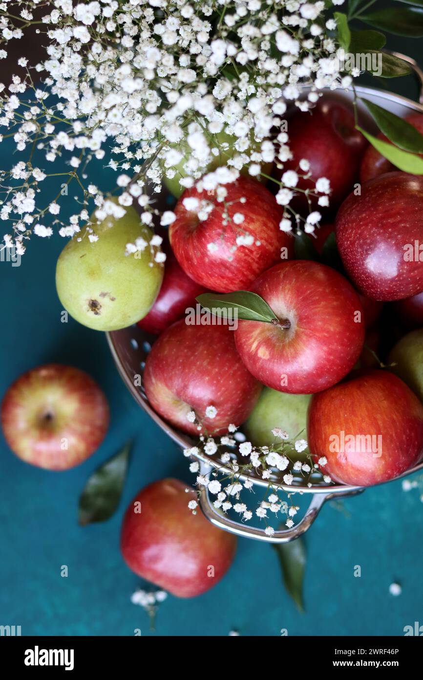 Weiße gypsophila-Blüten und glänzende rote Äpfel auf einem leuchtend blauen Hintergrund mit Kopierraum. Buntes Stillleben mit frischem Bio-Obst. Stockfoto