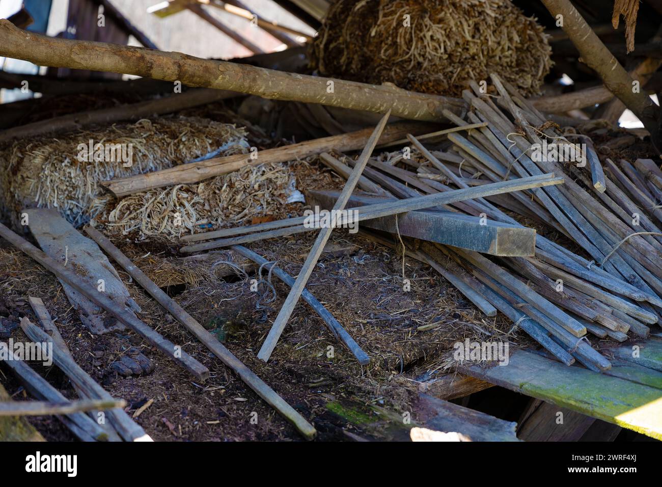 Alte verfallene Tabakblätter sind durch eine Öffnung einer alten Scheune zu sehen, die im ländlichen Virginia, USA, gefallen ist. Stockfoto
