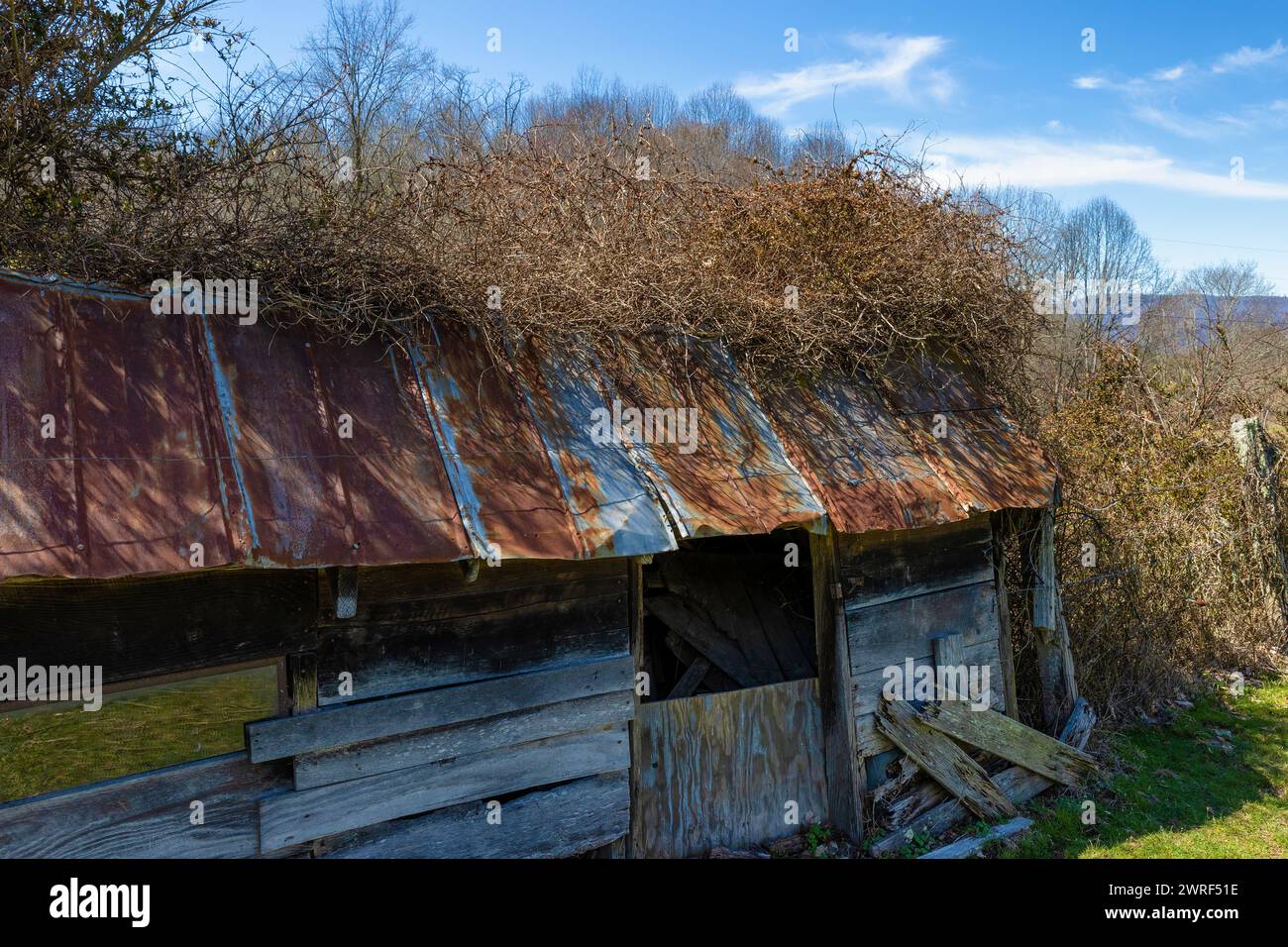 Durch das rostige Metalldach dieses verfallenen Gebäudes im ländlichen Virginia, USA, wächst eine Weinrebe Stockfoto