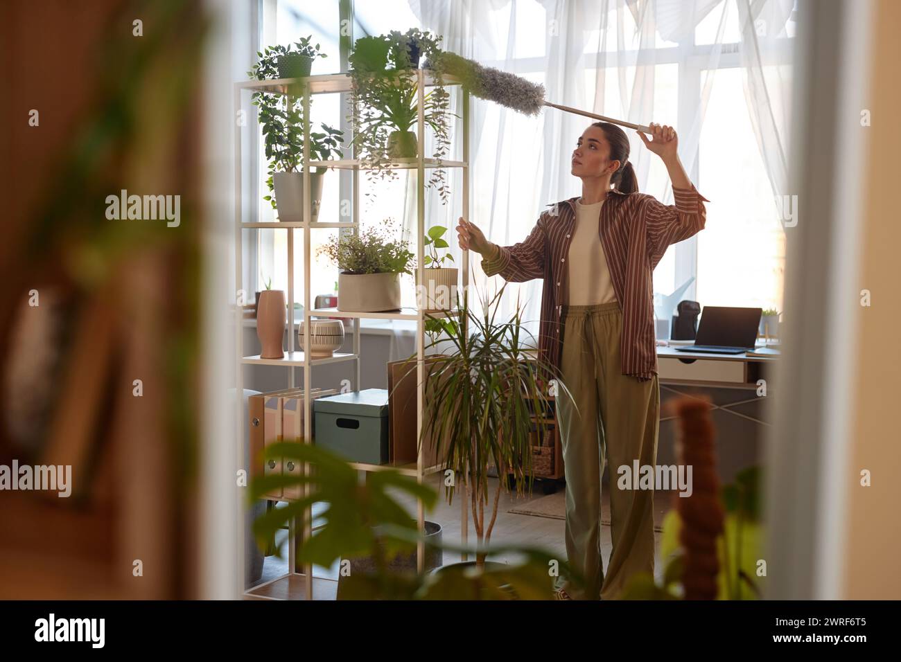 Spiegelreflexion einer jungen Frau, die hohe Regale mit lebenden grünen Pflanzen staubt und gleichzeitig den Kopierraum des Hauses erfrischt Stockfoto