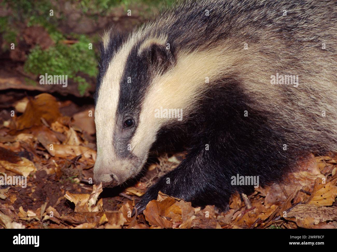 Badger (Meles meles), Jungfischsuche in Laubstreu in Laubwäldern, Berwickshire, Schottland, August 1997 Stockfoto