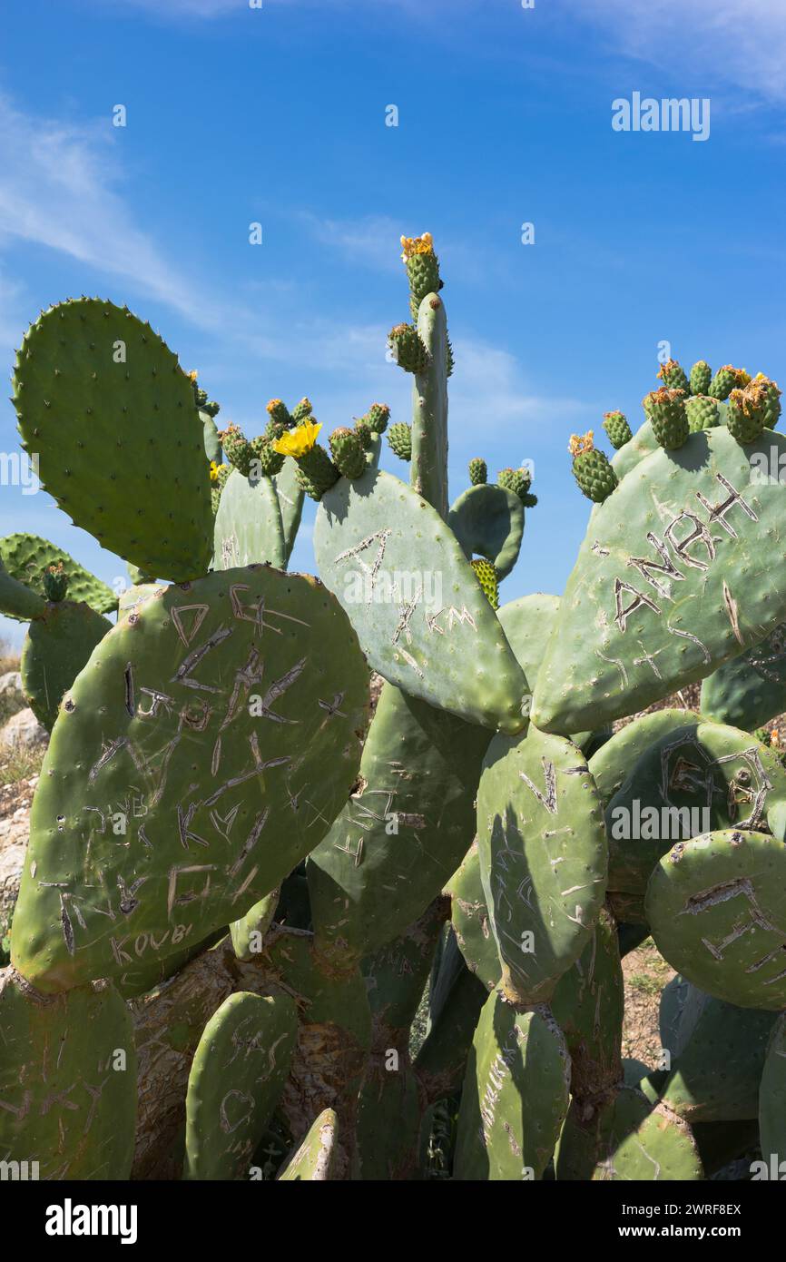 Graffiti-Kaktus aus Kreta, Opuntia Ficus-Indica, Rethymnon, Kreta,  Griechenland Stockfotografie - Alamy