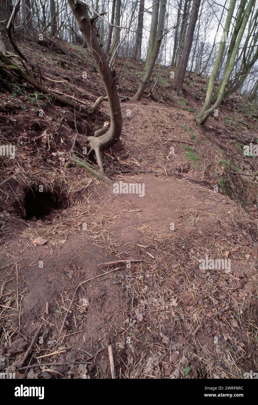 Badger (meles meles) liegt im frühen Frühjahr in Laubwäldern und zeigt Gras und Blätter, die als Einstreu am Eingang von Burrow, Berwickshire, Schottland, verwendet wurden Stockfoto