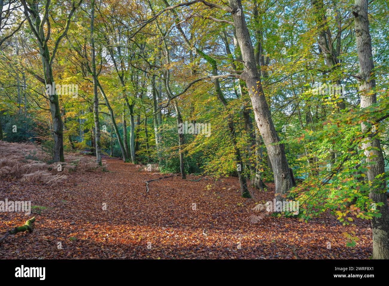 Laubwälder im Herbst mit Teppich gefallener Blätter, Burghclere, Hampshire, England, Vereinigtes Königreich, Europa Stockfoto