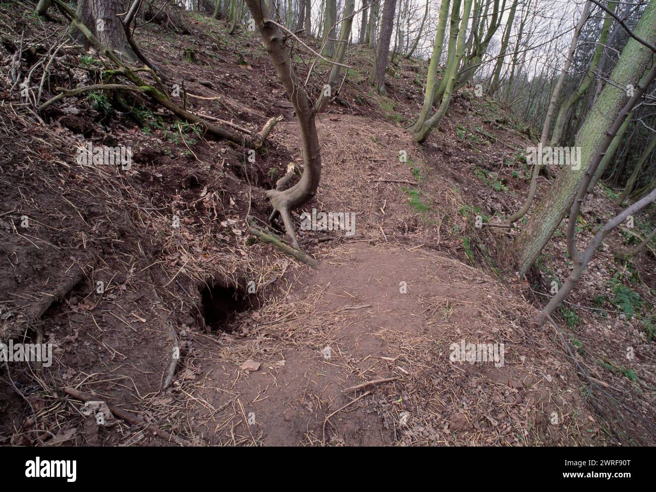 Badger (meles meles) liegt im frühen Frühjahr in Laubwäldern und zeigt Gras und Blätter, die als Einstreu am Eingang von Burrow, Berwickshire, Schottland, verwendet wurden Stockfoto
