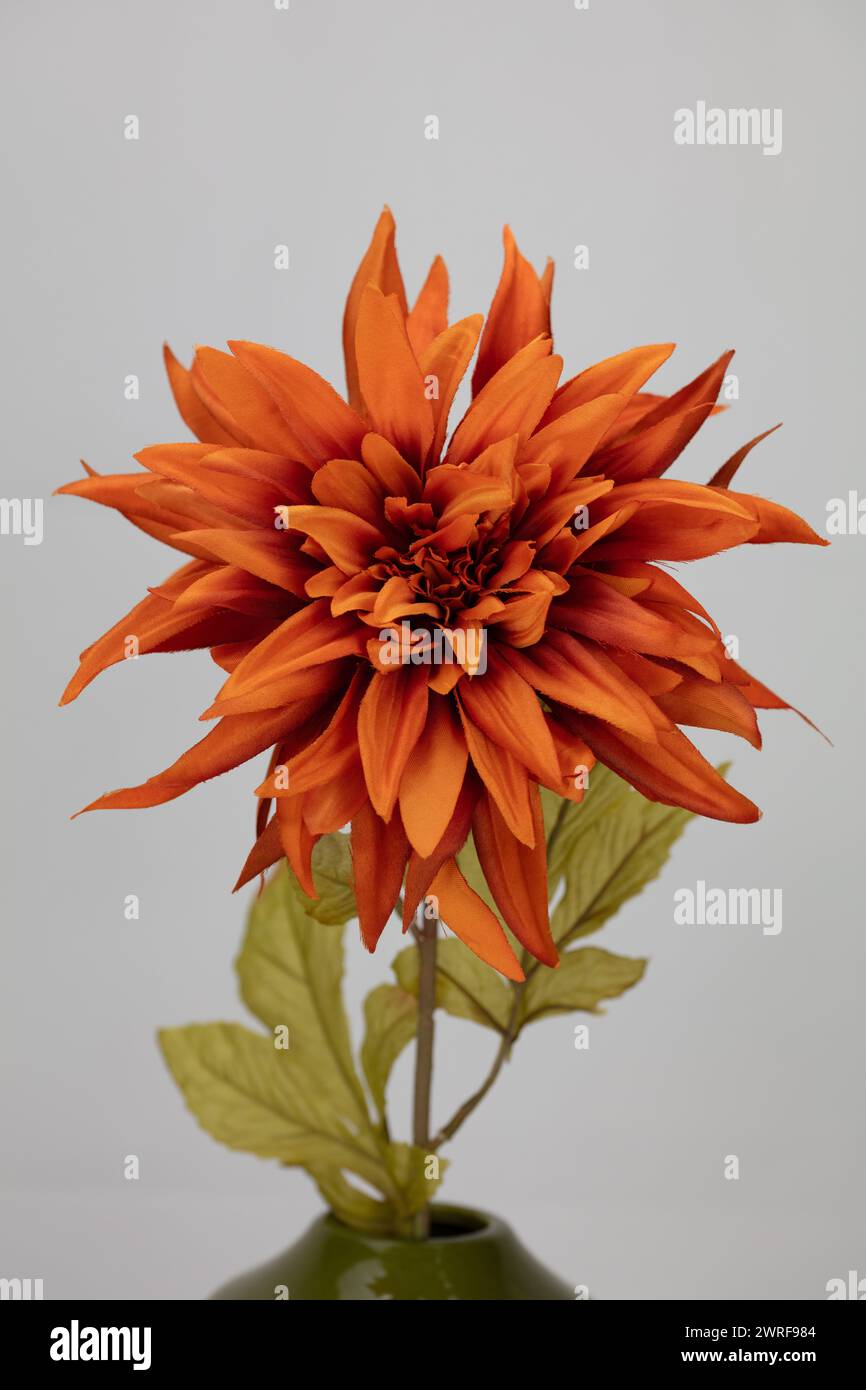 Orangefarbene Kunstseide-Dahlia mit hellgrünen Blättern auf hellem Hintergrund Stockfoto