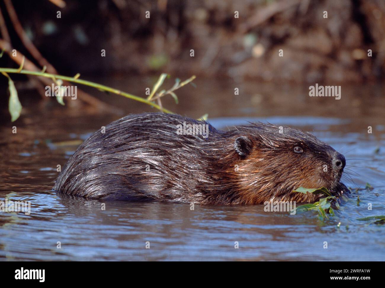 Europäisches Biber (Castor fiber) Gefangenes Tier im Wildpark Fressing on Willow, Holland, Oktober 2003 Stockfoto