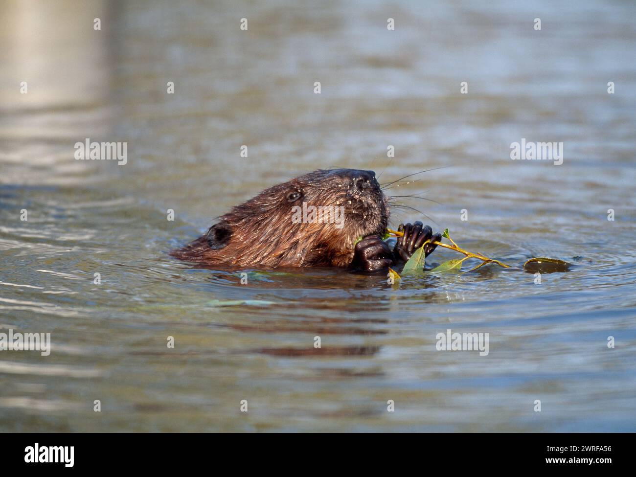 Europäisches Biber (Castor fiber) Gefangenes Tier im Wildpark Fressing on Willow, Holland, Oktober 2003 Stockfoto
