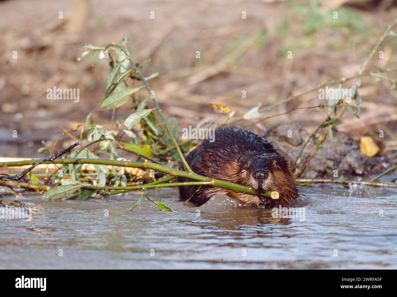 Europäisches Biber (Castor fiber) Gefangenes Tier im Wildpark Fressing on Willow, Holland, Oktober 2003 Stockfoto