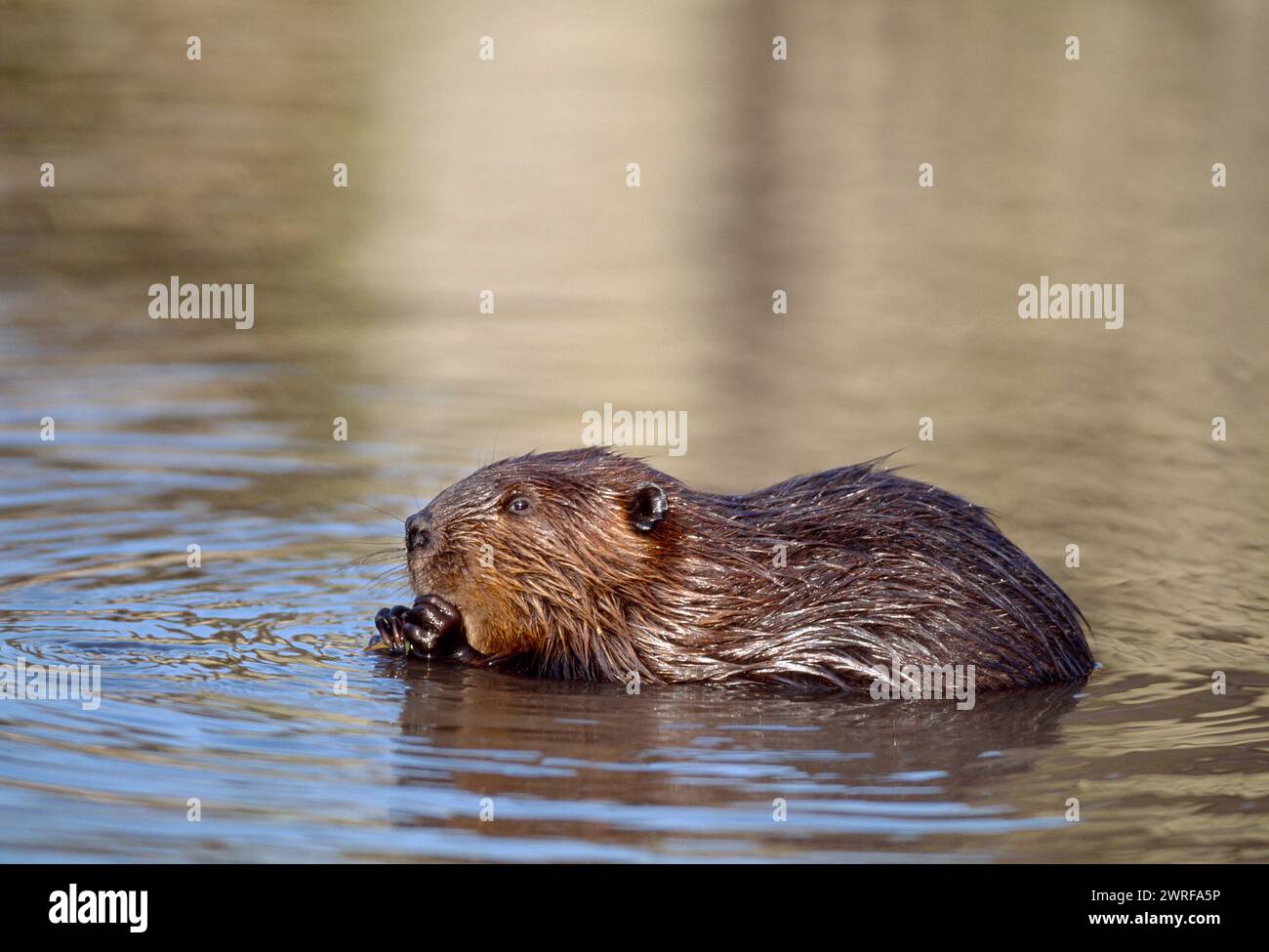 Europäisches Biber (Castor fiber) Gefangenes Tier im Wildpark Fressing on Willow, Holland, Oktober 2003 Stockfoto