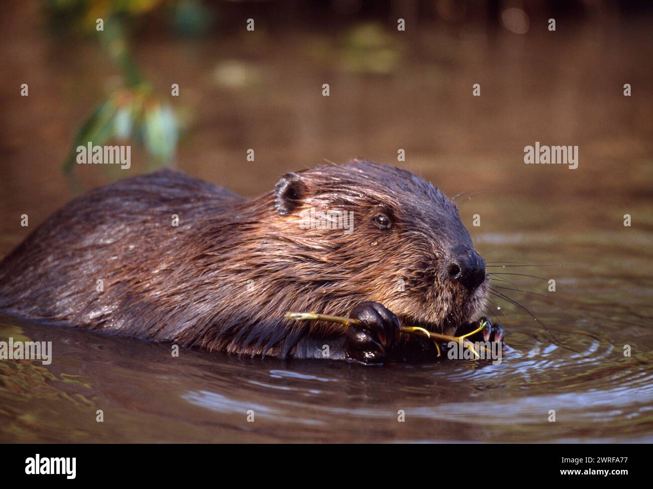 Europäisches Biber (Castor Fiber) Gefangenes Tier im Wildpark in Holland Fütterung von Weide, Oktober Stockfoto