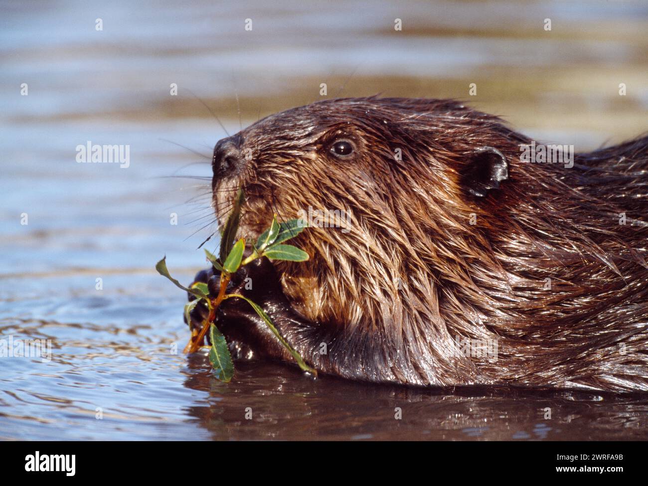 Europäisches Biber (Castor fiber) Gefangenes Tier im Wildpark in Holland Fütterung an Weide, Oktober 2003 Stockfoto