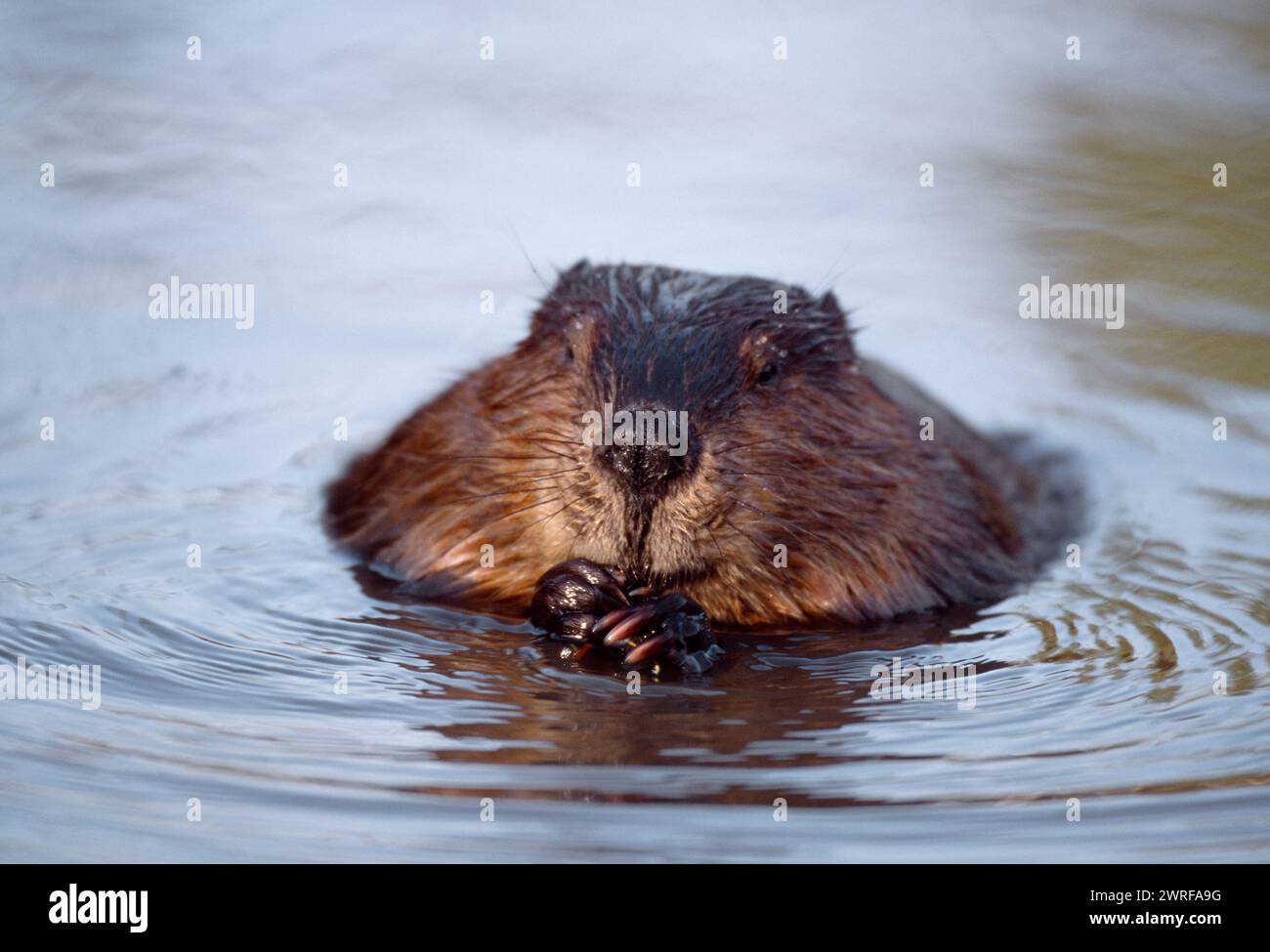 Europäisches Biber (Castor fiber) Gefangenes Tier im Wildpark Fütterung auf Weide, Holland, Oktober Stockfoto