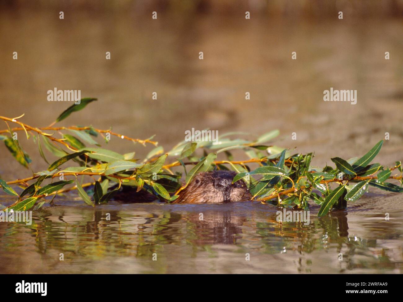 Europäisches Biber (Castor fiber) Gefangenes Tier im Wildpark Fressing on Willow, Holland, Oktober 2003 Stockfoto
