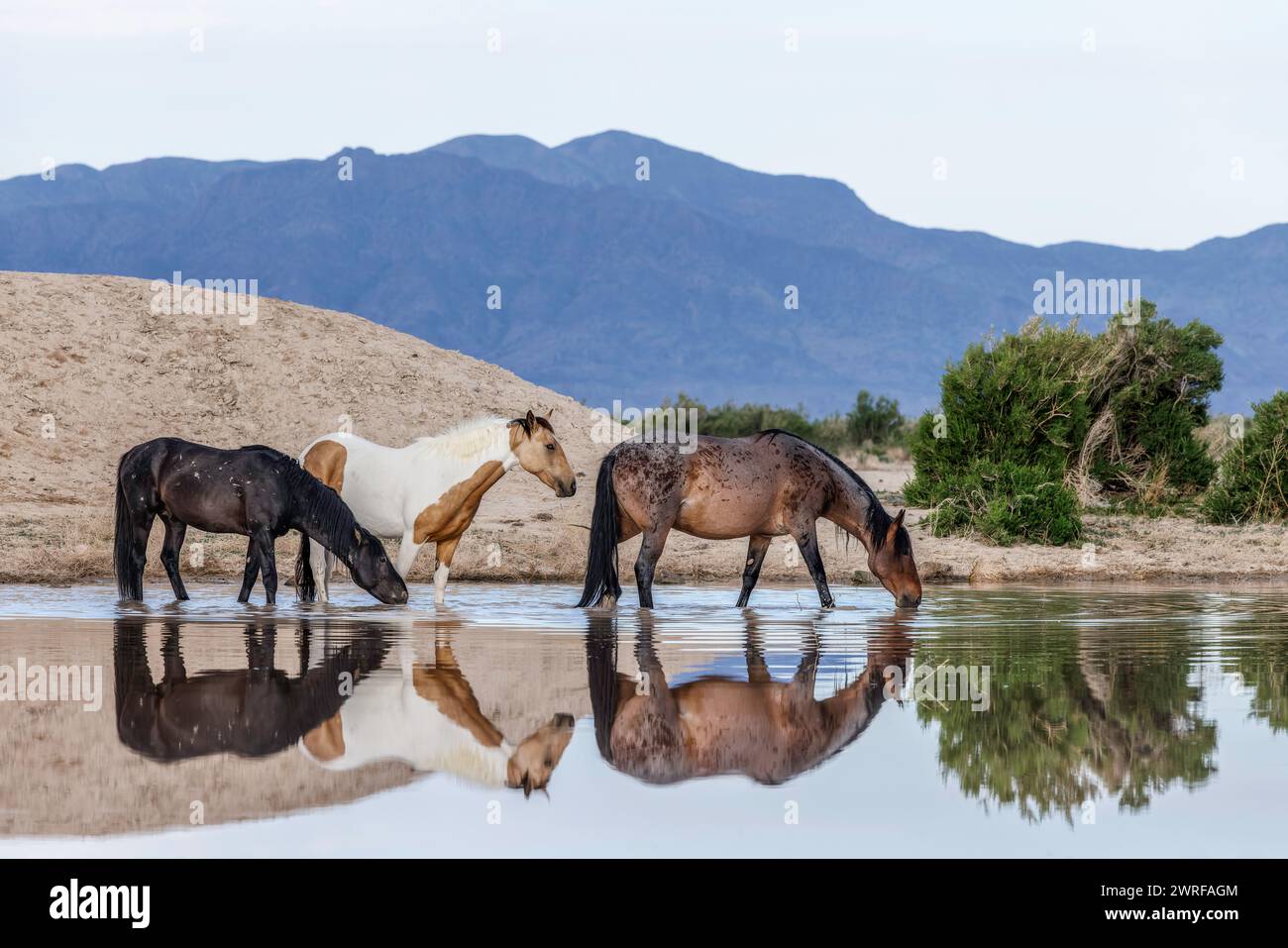 Die Wildpferdeherde des Onaqui Mountain hat eine leichte bis mittelschwere Struktur und ist in Farben wie Sauerampfer, roan, Buchleder, Schwarz, Palomino, und grau. Stockfoto