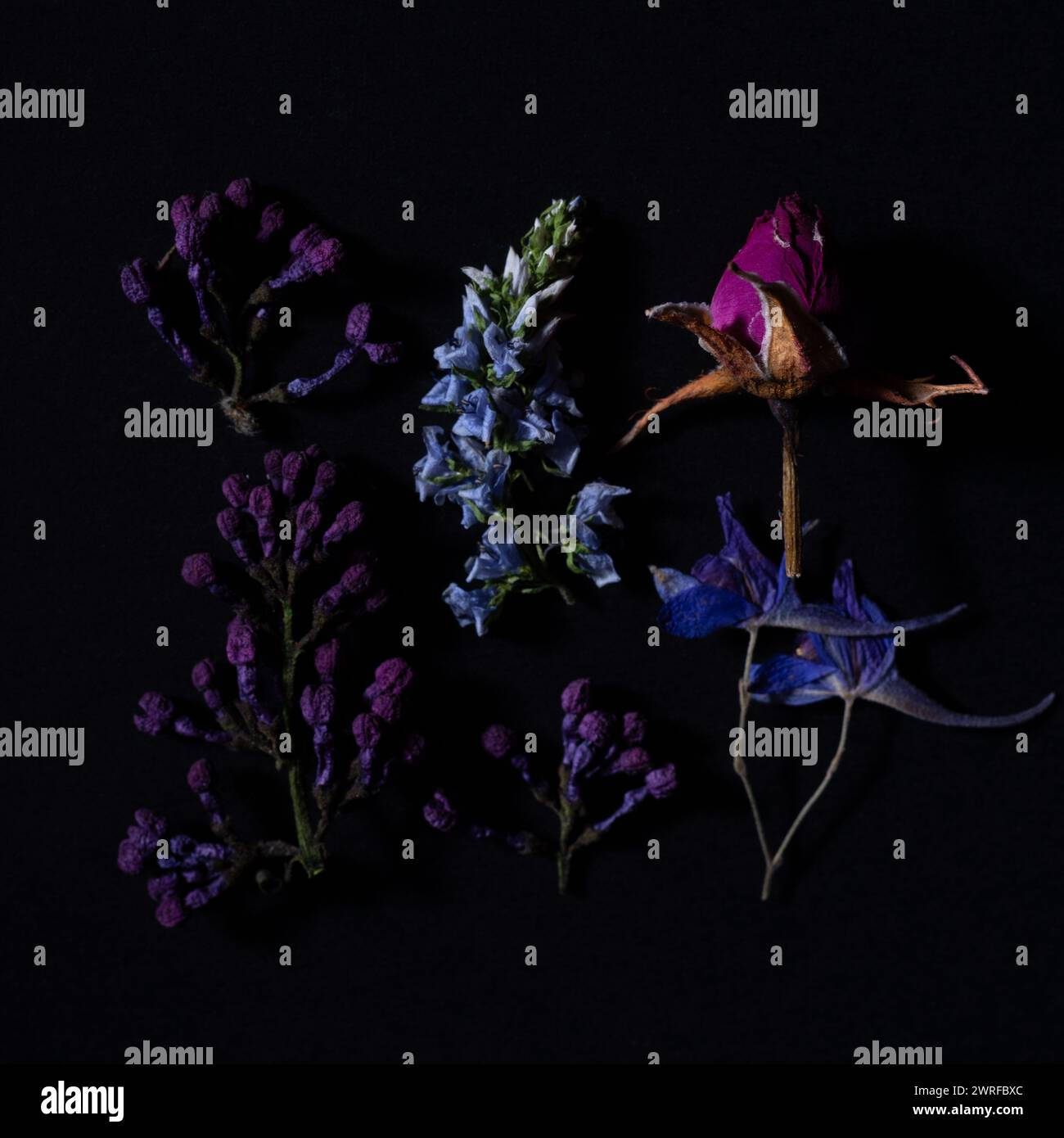 Bunte Blumenarrangements im purpurnen Herbarium-Stillleben der Frühlingswildblumen. Stockfoto