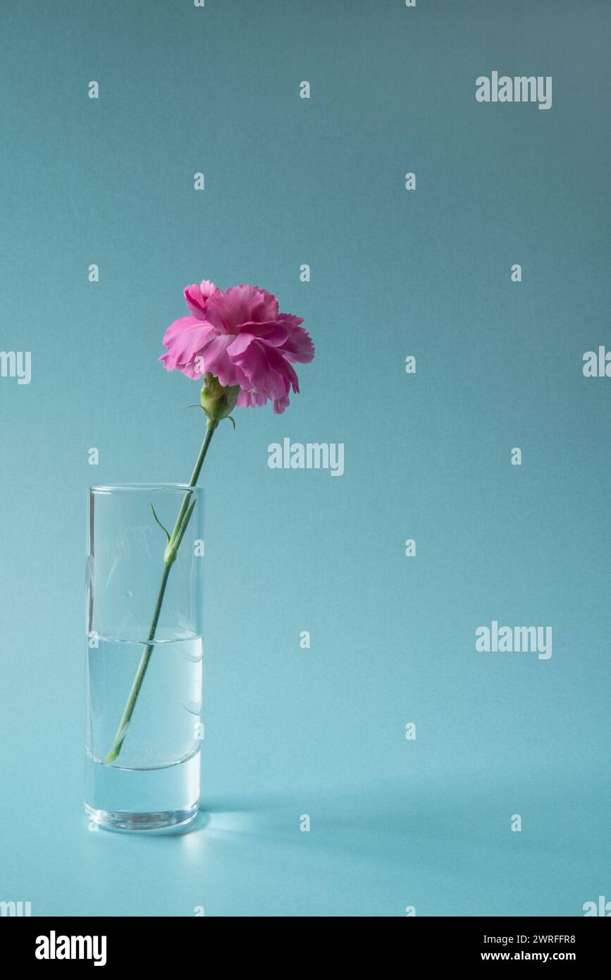 Eine einzelne rosa Nelke in einer Glasvase auf blauem Hintergrund Stockfoto