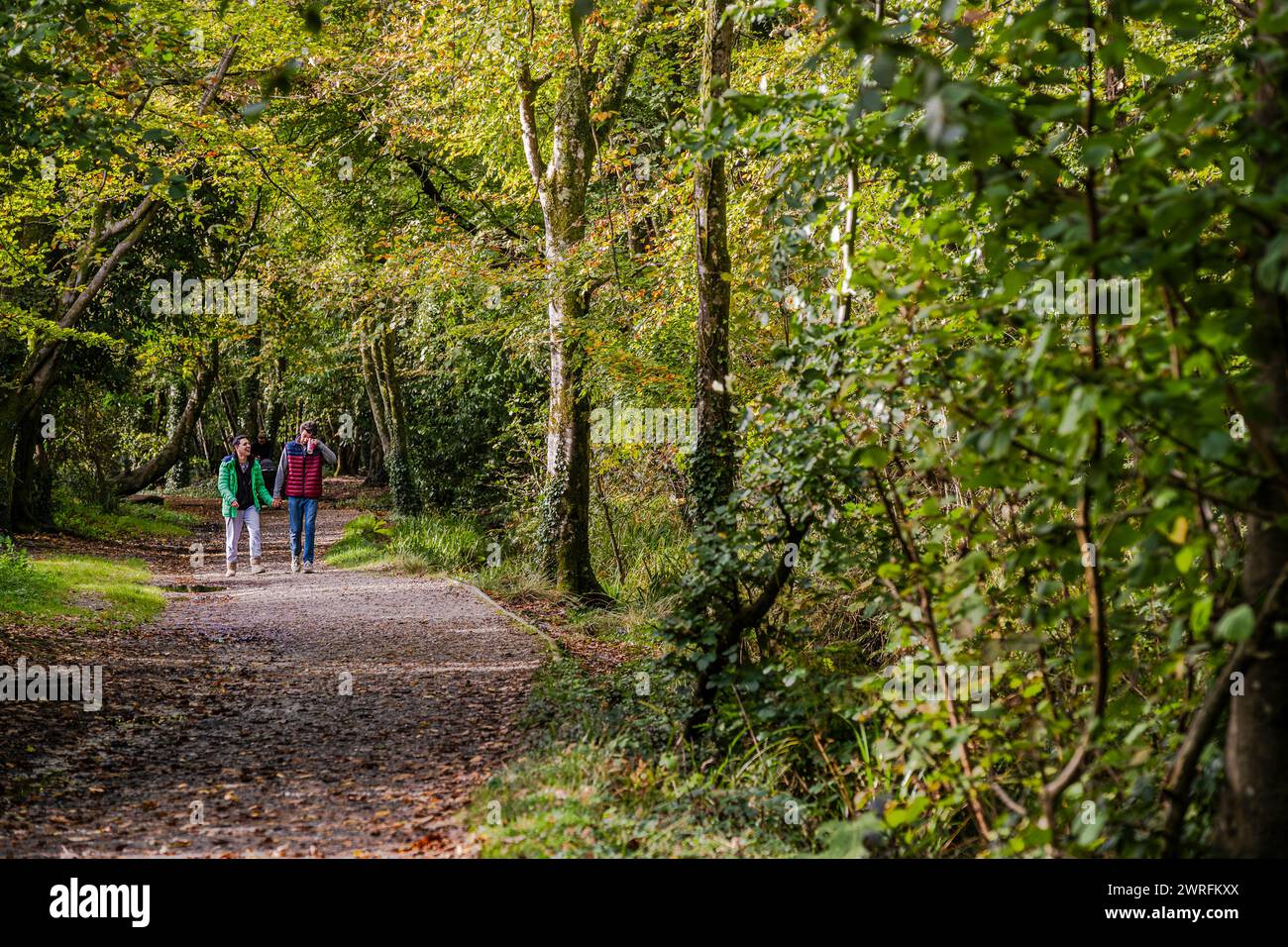 Ein Paar, das auf einem Fußweg im Tehidy Woods Country Park in Cornwall in Großbritannien spaziert. Stockfoto
