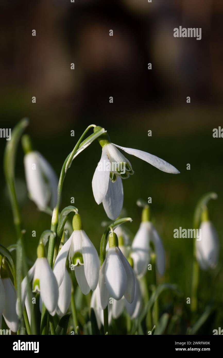 Schneeglöckchen im Garten. Geringe Schärfentiefe. Stockfoto