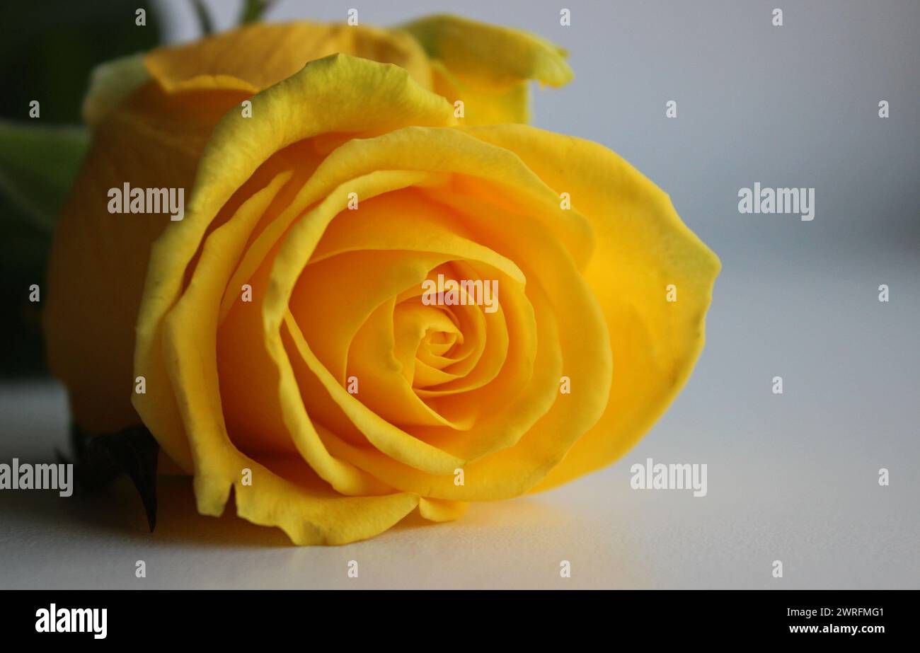 Makroaufnahme Von Blooming Yellow Rose Studio Isoliert Stockfoto