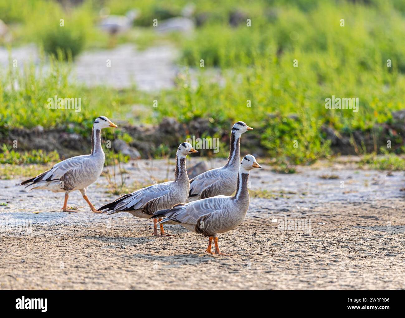 Vier Stabsköpfige Gänse, die im Feld spazieren Stockfoto