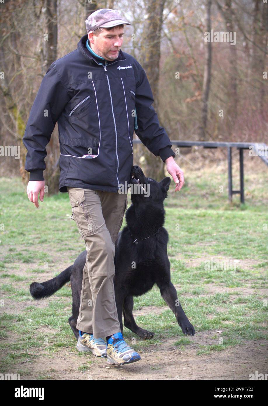 Deutscher Schäferhund mit seinem Besitzer während eines Gehorsamstrainings Stockfoto