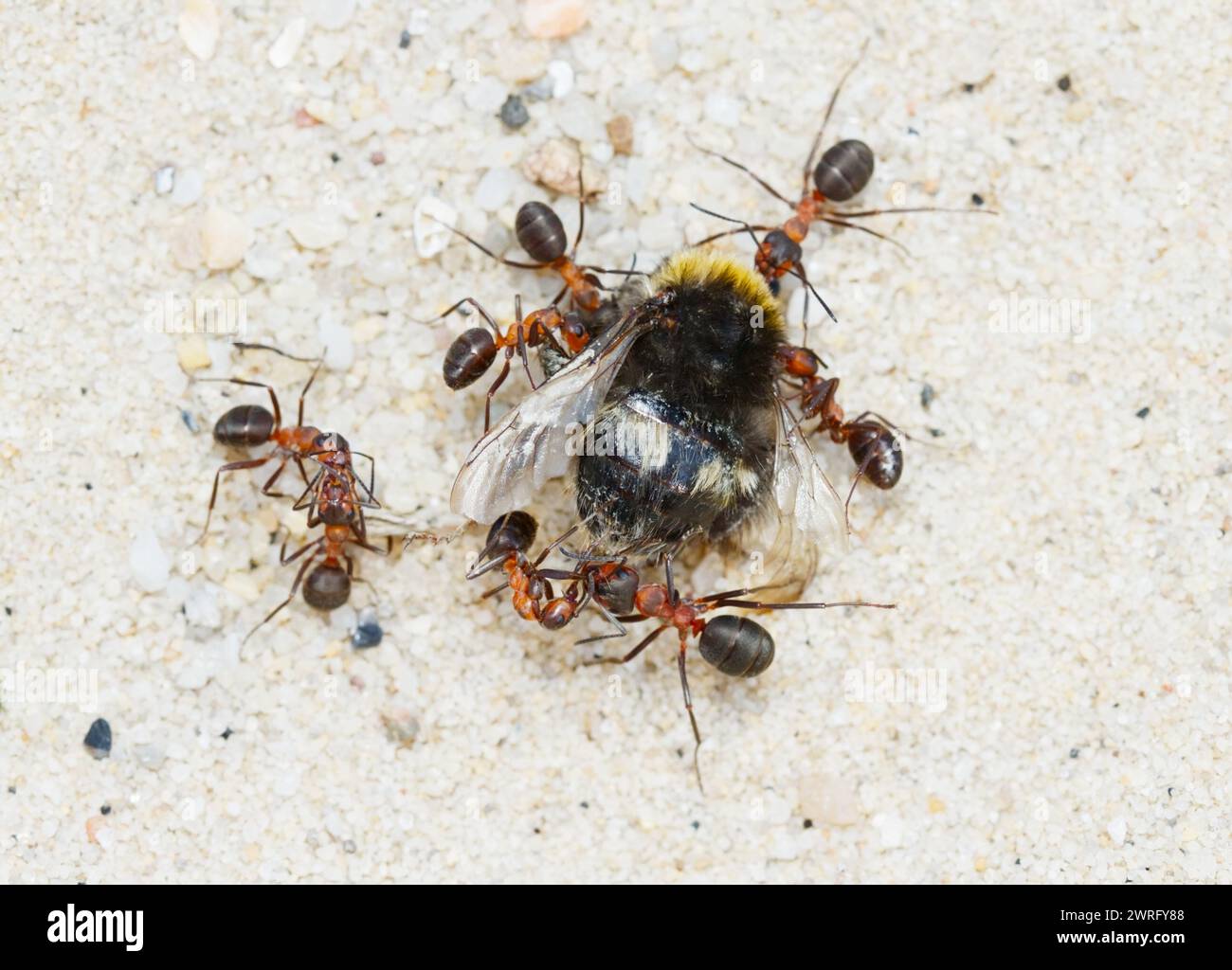 Dead Bumble Bee wird von mehreren Red Wood Ameisen auf den Boden gezogen, Formica rufa, New Forest UK Stockfoto