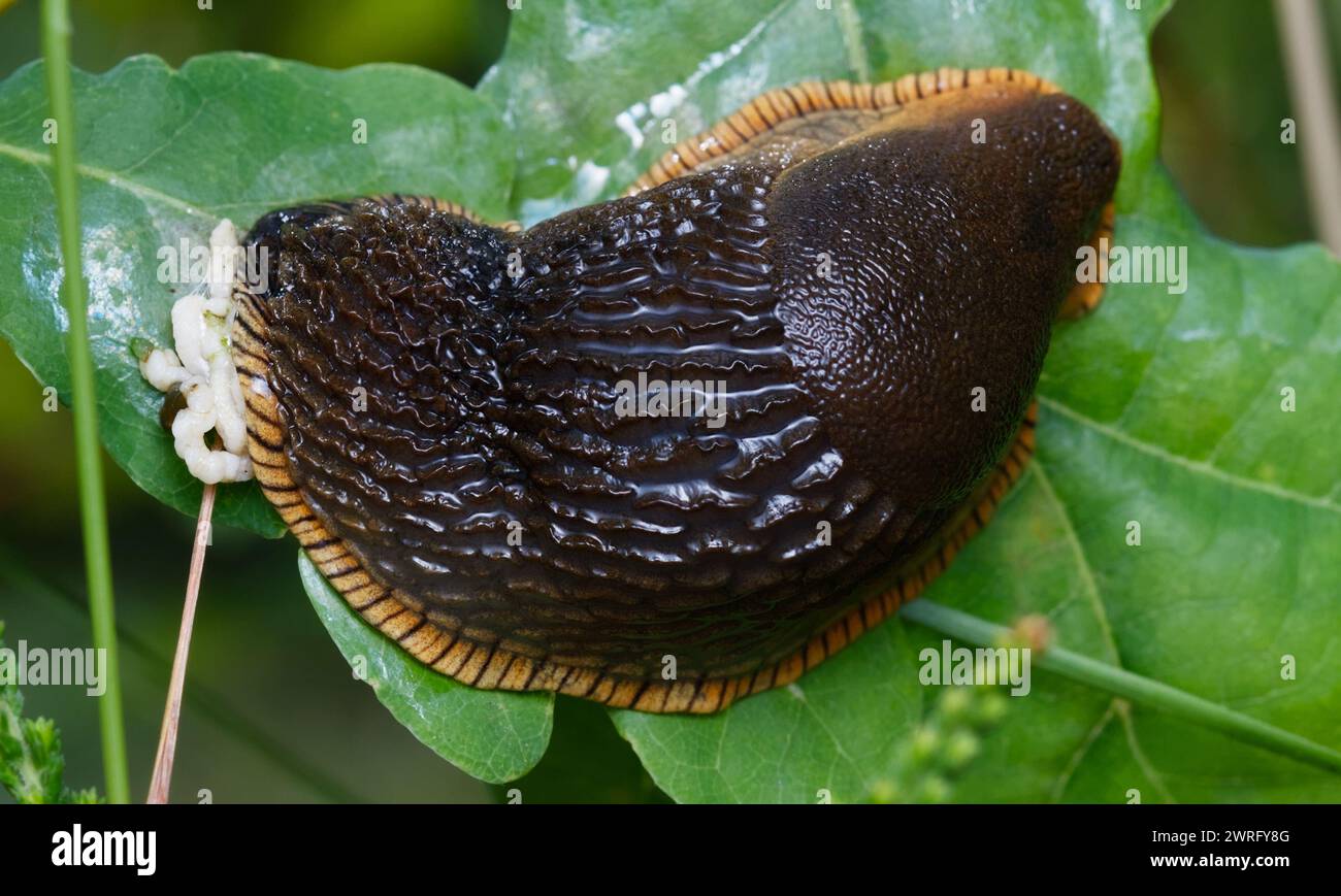 Large Black Slug, Arion ater, mit Fortpflanzungsorganen, die aus dem Hinterteil ragen, New Forest UK Stockfoto