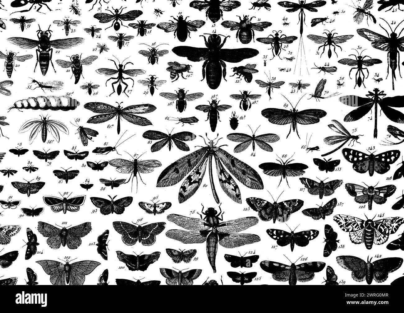 Antike schwarz-weiße Stiche verschiedener Insekten isoliert auf weißem Hintergrund. Stockfoto