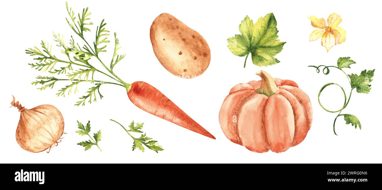 Herbstgartengemüse. Kürbis, Karotten, Kartoffeln, Zwiebeln und Petersilie. Aquarell handgezeichnete Illustration im Vintage-Stil isoliert auf Stockfoto