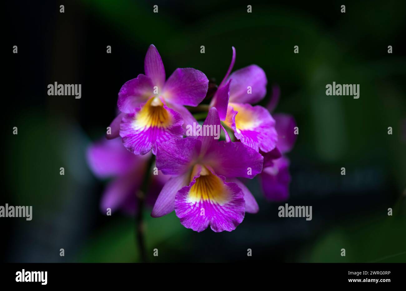 Schließen Sie Guaritonia Herry Wan Stockfoto