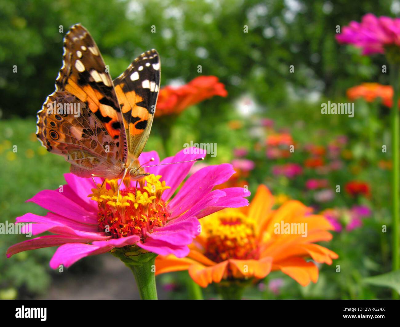 Nahaufnahme des Monarch Butterfly ernährt sich von der gelben Zinnia-Blume auf der Wiese am Sommertag Stockfoto