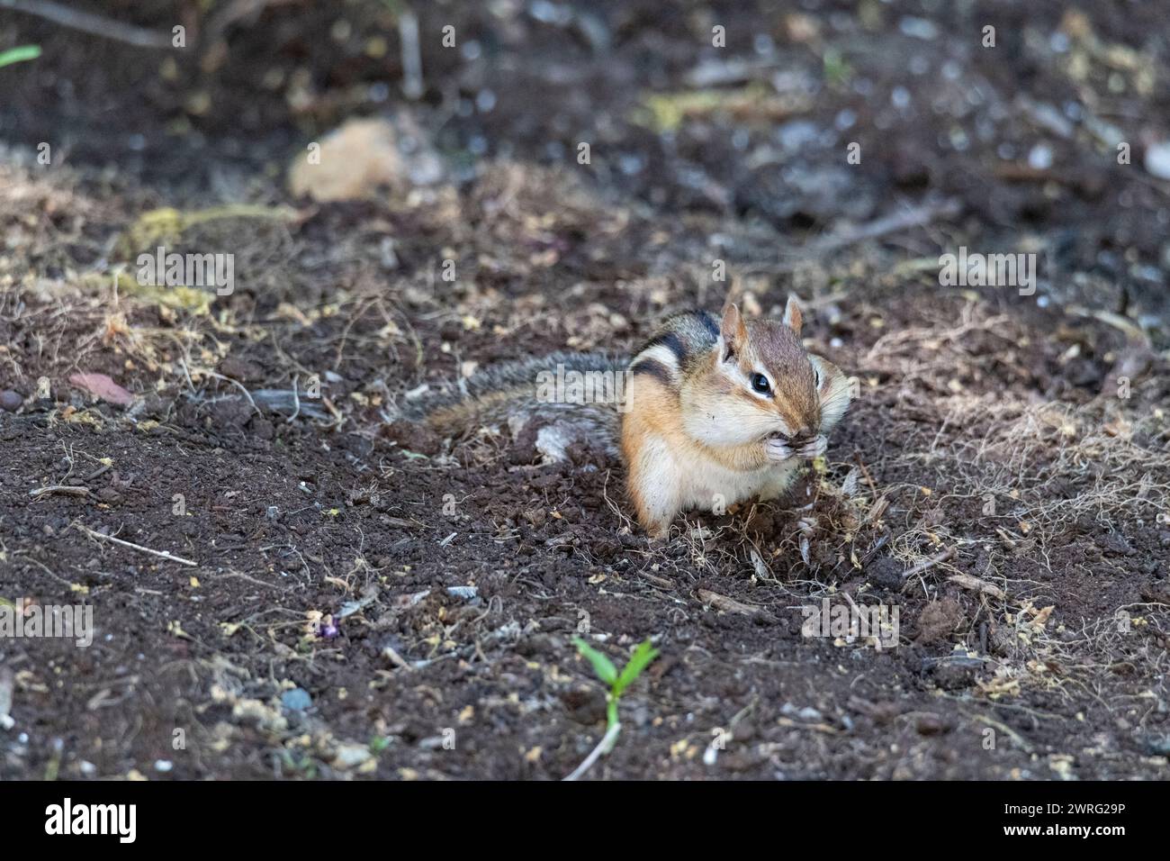 östliches Chipmunk, Tamias striatus, auf der Suche nach Essen vor Ort, Brownsburg-Catham, Quebec, Kanada Stockfoto