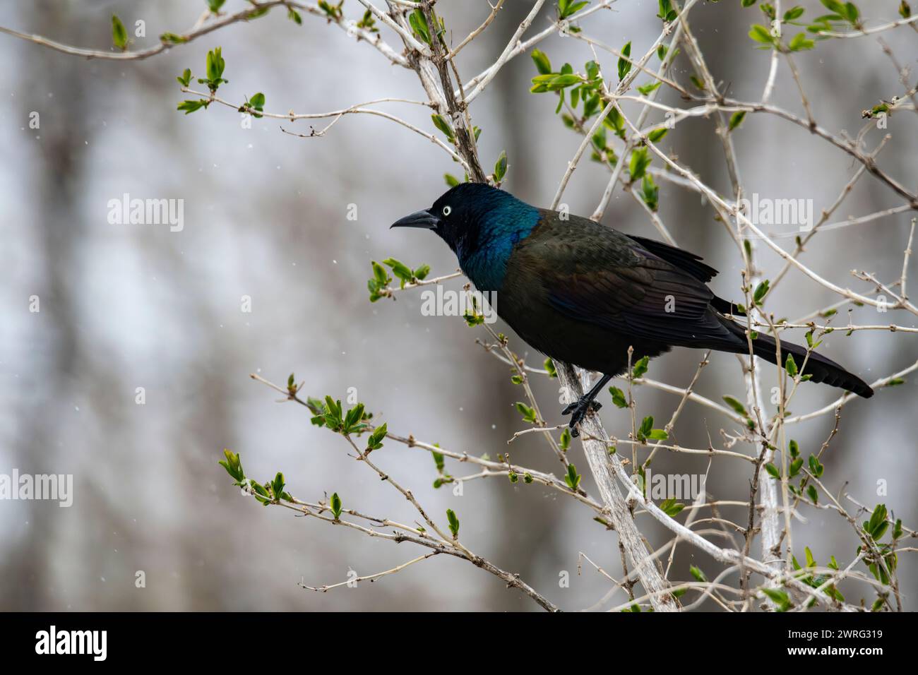 Gewöhnlicher Grackle, Quiscalus quiscula, auf einem Baum Stockfoto