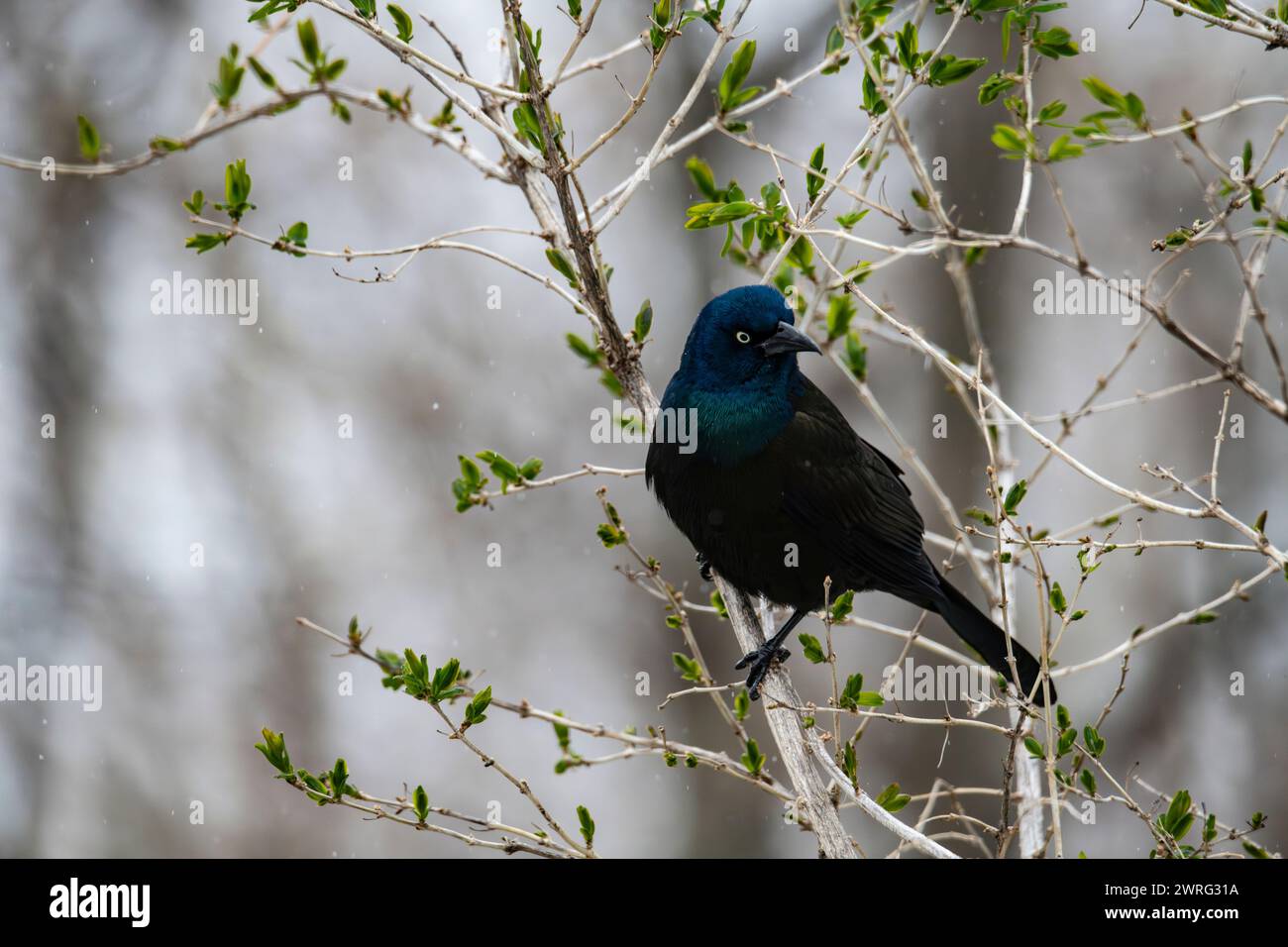 Gewöhnlicher Grackle, Quiscalus quiscula, auf einem Baum Stockfoto