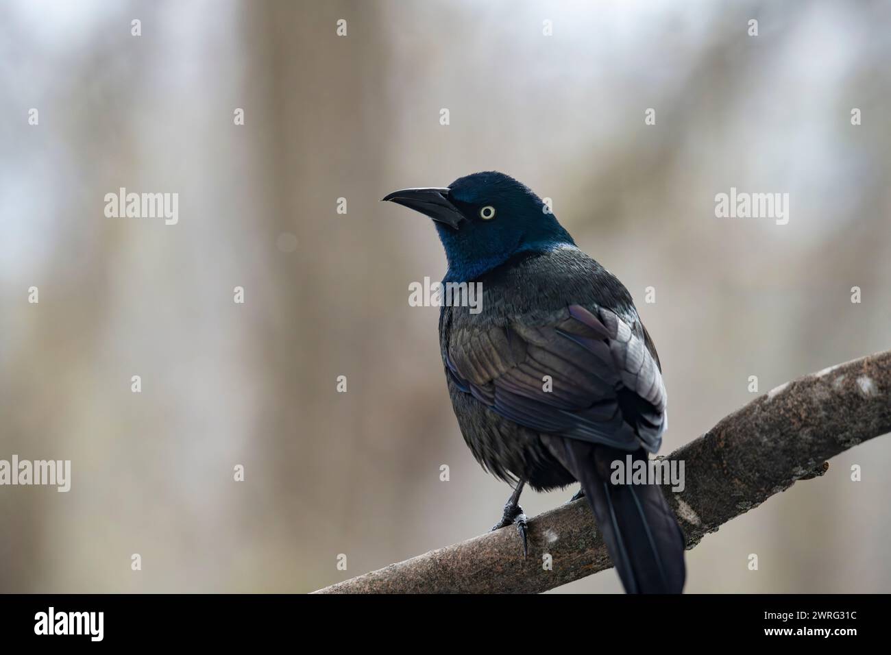 Gewöhnlicher Grackle, Quiscalus quiscula, auf einem Baum Stockfoto