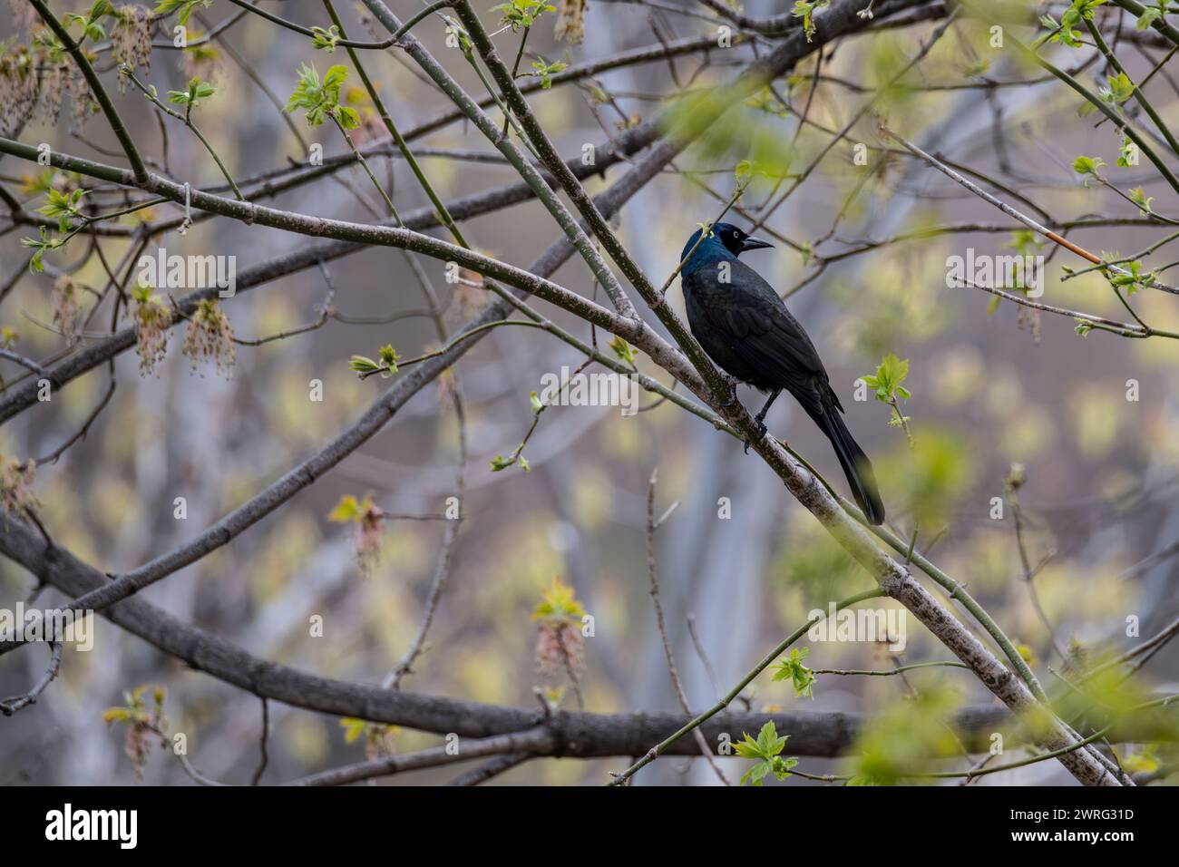Gewöhnlicher Grackle, Quiscalus quiscula, auf einem Baum Stockfoto