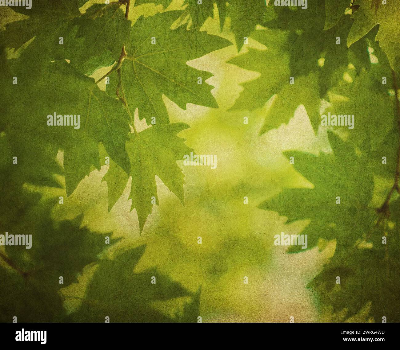 Grüne Blätter über Vintage-Papier. Perfekter Grunge-Hintergrund. Stockfoto