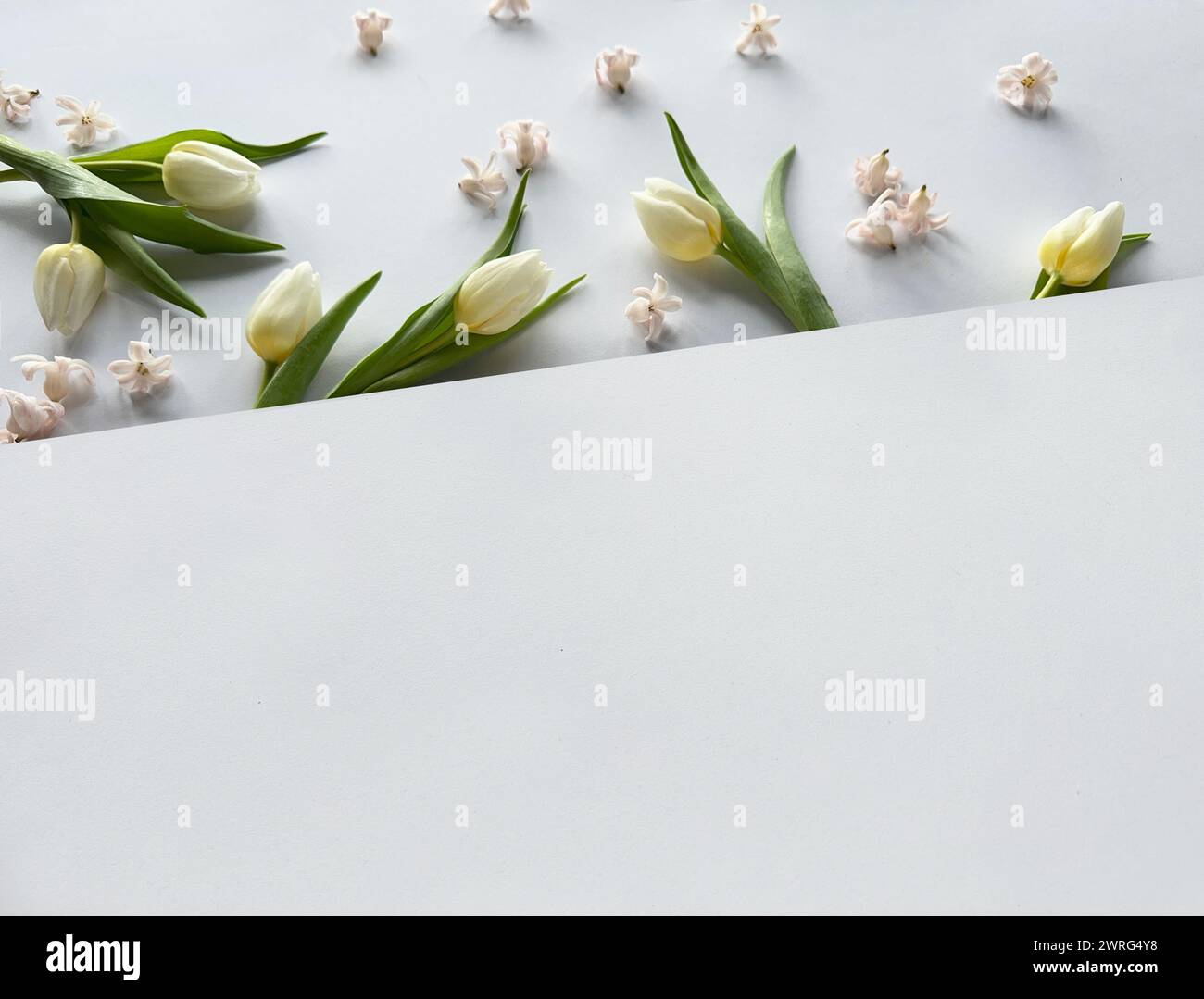 Ein weißes Blatt Papier ist umgeben von weißen Frühlingsblumen und frischen Tulpen. Bannerzusammensetzung, Kopierbereich Stockfoto