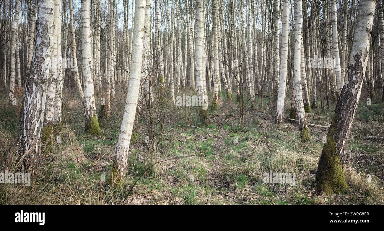Panoramaaufnahme eines Birkenhains, selektiver Fokus. Stockfoto