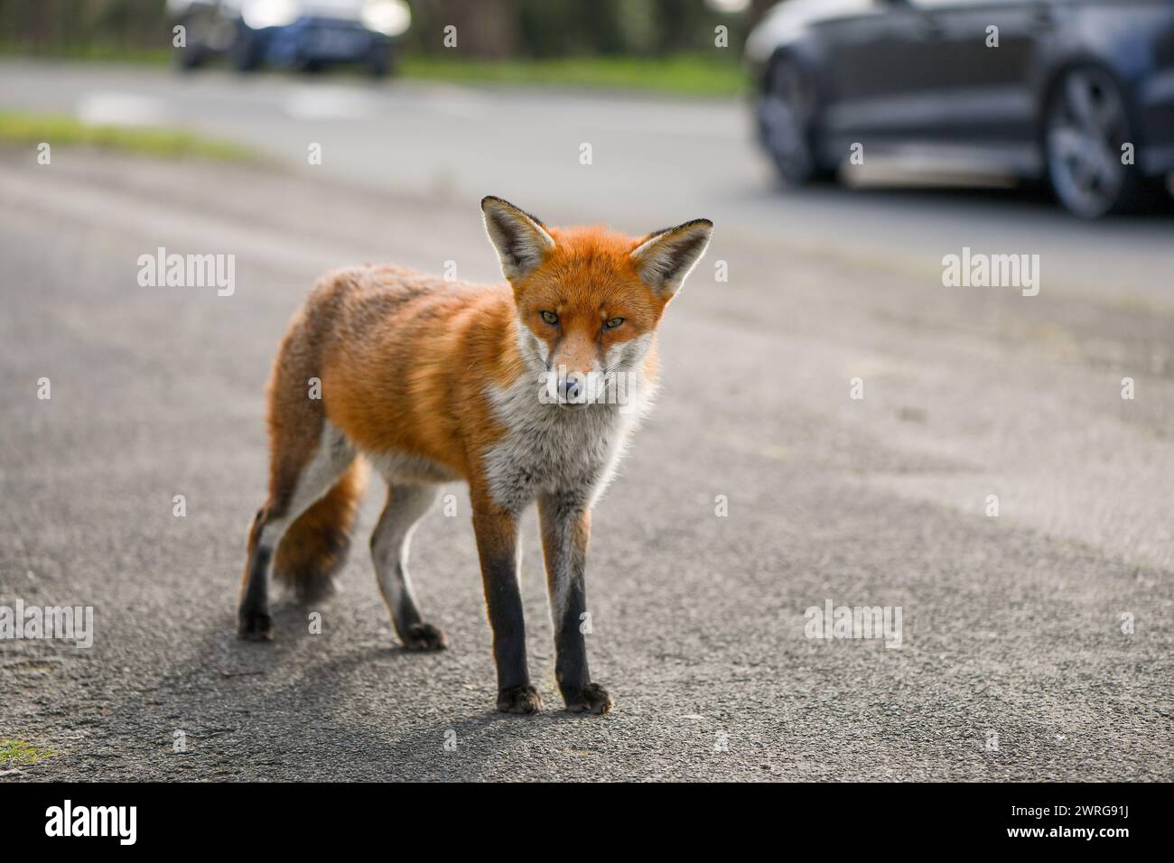 Ein städtischer Rotfuchs genießt beiläufig die Sonne am Mittag am Straßenrand, neugierig genug, sich der Kamera zu nähern, ohne sich Sorgen um die Anwesenheit der Fotografen zu machen. Stockfoto