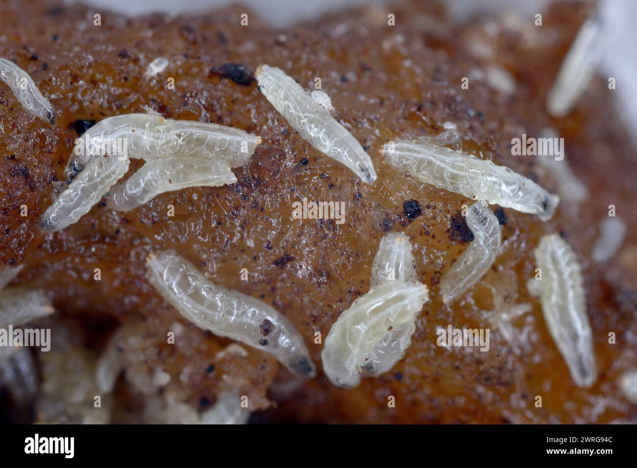 Fruchtfliegen (Drosophila melanogaster) Larven auf einer faulen Banane. Stockfoto