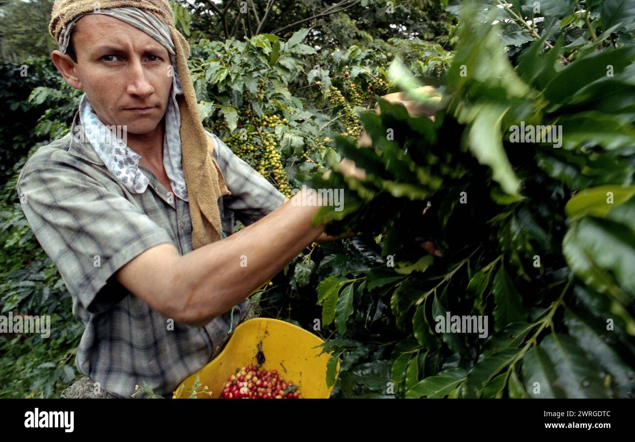 Color Shot Coffee Plantation, die Anden, Medellin, Kolumbien, Südamerika mit Kaffeepflückern, Kaffeepflanzen, Kaffeebohnen Stockfoto