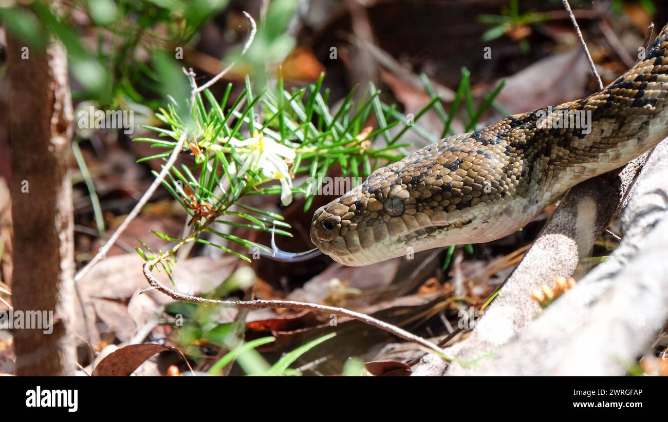 Eine Australische Diamantenpython Stockfoto