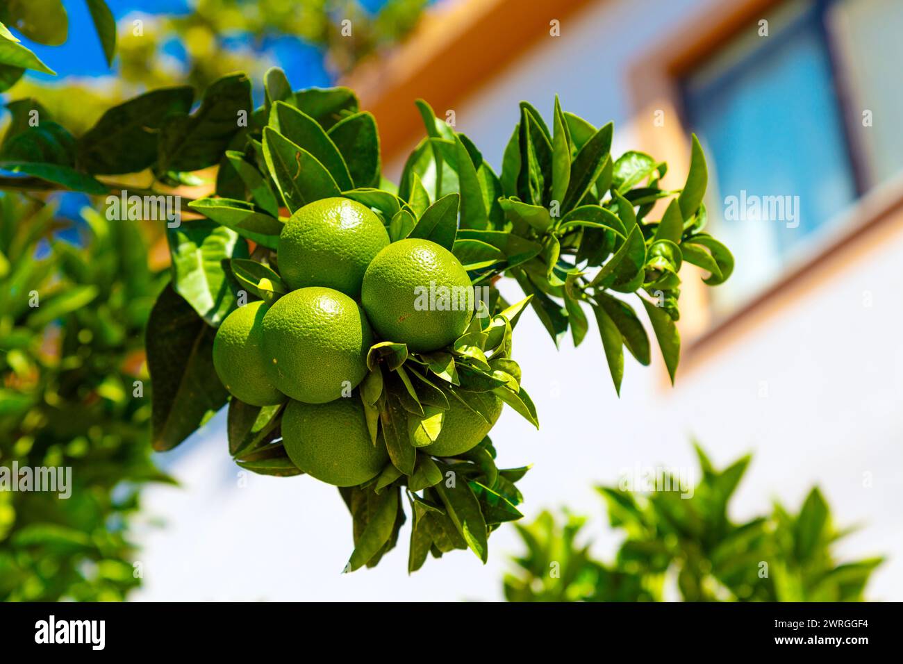 In der Nähe von grünen Mandarinen auf einem Baum in Dalaman, Türkei wachsenden Stockfoto