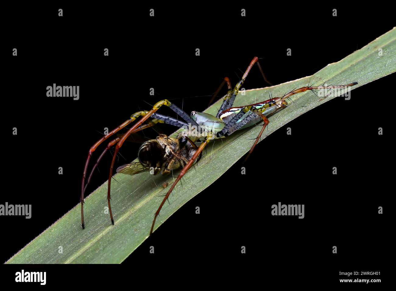 Nahaufnahme einer Spinne auf einem Blatt, Indonesien Stockfoto