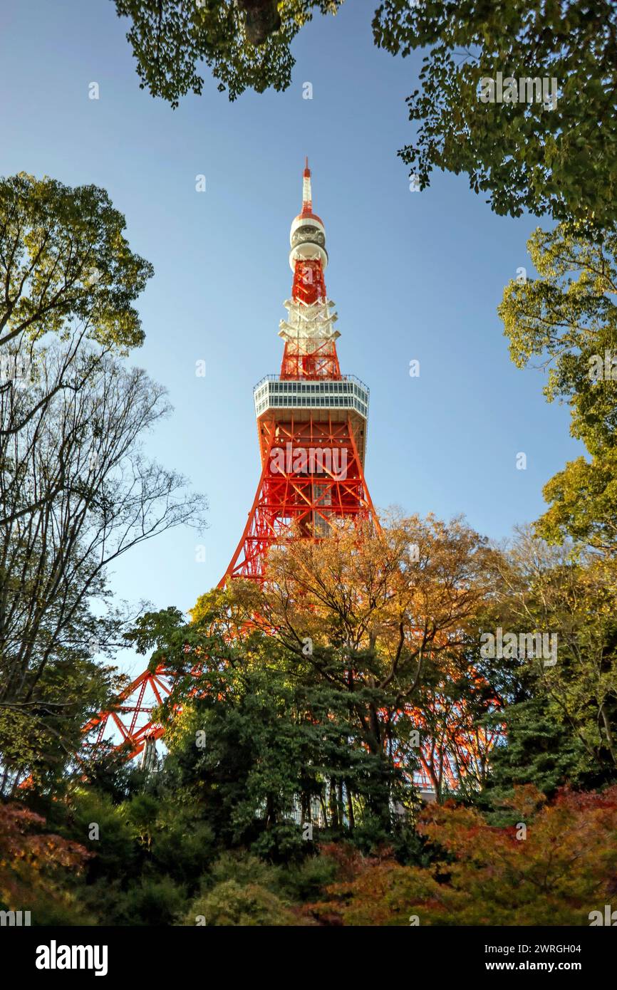 Blick auf den Tokyo Tower durch herbstliche Bäume, Shiba-koen, Minato, Tokio, Honshu, Japan Stockfoto